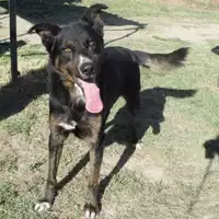 Foto dell\'animale cane - Matr. 2009/0636 - Microchip 981100002050763