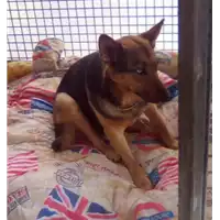 Foto dell\'animale cane - Matr. 2018/0271 - Microchip 380260002228561