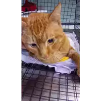 Foto dell\'animale gatto - Matr. 2018/0276 - Microchip 380260043520208