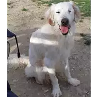 Foto dell\'animale cane - Matr. 2018/0274 - Microchip 380260043520303