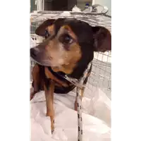 Foto dell\'animale cane - Matr. 2018/0273 - Microchip 380260043519893