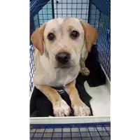 Foto dell\'animale cane - Matr. 2018/0275 - Microchip 380260043520098