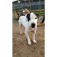 Foto dell\'animale cane - Matr. 2018/0277 - Microchip 380260043519890