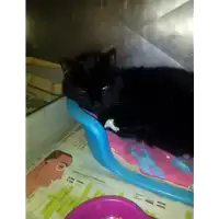 Foto dell\'animale gatto - Matr. 2018/0282 - Microchip 380260042531615