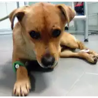 cane - Matr. 2018/0283 - Microchip 380260043519520