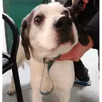 Foto dell\'animale cane - Matr. 2018/0284 - Microchip 380260043510158