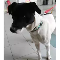 Foto dell\'animale cane - Matr. 2018/0287 - Microchip 380260043520367