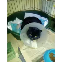 Foto dell\'animale gatto - Matr. 2018/0292 - Microchip 380260043282940