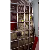 Foto dell\'animale gatto - Matr. 2018/0293 - Microchip 380260042530639