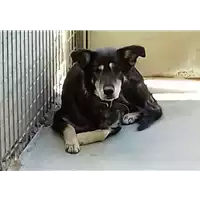 Foto dell\'animale cane - Matr. 2018/0296 - Microchip 981100002112692