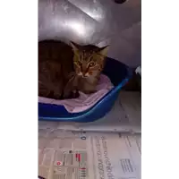 Foto dell\'animale gatto - Matr. 2018/0294 - Microchip 380260043519801