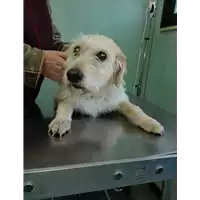 Foto dell\'animale cane - Matr. 2017/2639 - Microchip 380260040973254