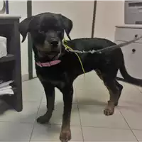 Foto dell\'animale cane - Matr. 2018/0297 - Microchip 380260043519708