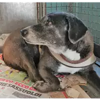 Foto dell\'animale cane - Matr. 2018/0298 - Microchip 380260040410656