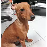 cane - Matr. 2018/0300 - Microchip 380260043520376