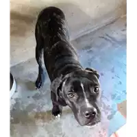 Foto dell\'animale cane - Matr. 2018/0299 - Microchip 380260043520452