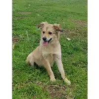 Foto dell\'animale cane - Matr. 2017/2540 - Microchip 380260042816223