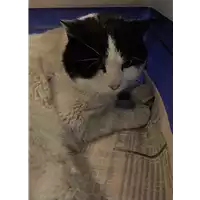 Foto dell\'animale gatto - Matr. 2018/0309 - Microchip 380260043519580