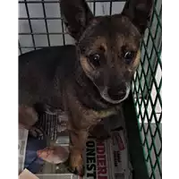 cane - Matr. 2018/0302 - Microchip 380260040135236