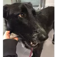 Foto dell\'animale cane - Matr. 2018/0306 - Microchip 380260043520147