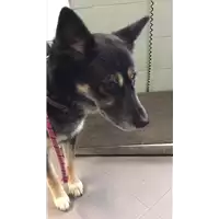 Foto dell\'animale cane - Matr. 2018/0310 - Microchip 380260002503681