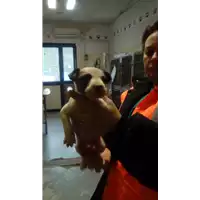 cane - Matr. 2018/0314 - Microchip 380260043519800