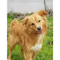 Foto dell\'animale cane - Matr. 2017/2439 - Microchip 380260042531097