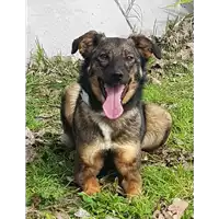 Foto dell\'animale cane - Matr. 2017/0797 - Microchip 380260043147674