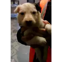 cane - Matr. 2018/0313 - Microchip 380260043513232
