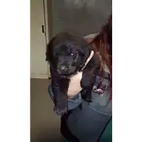 Foto dell\'animale cane - Matr. 2018/0323 - Microchip 380260043520292