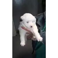 Foto dell\'animale cane - Matr. 2018/0325 - Microchip 380260043520250