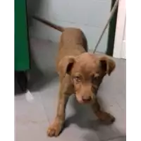 Foto dell\'animale cane - Matr. 2018/0328 - Microchip 380260043507846