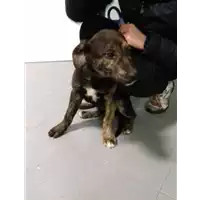 Foto dell\'animale cane - Matr. 2018/0329 - Microchip 380260043507513