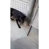 Foto dell\'animale cane - Matr. 2018/0335 - Microchip 380260043519998