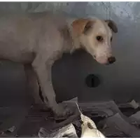 Foto dell\'animale cane - Matr. 2018/0053 - Microchip 380260042788927