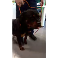 Foto dell\'animale cane - Matr. 2018/0338 - Microchip 380260043499939