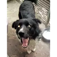 Foto dell\'animale cane - Matr. 2018/0340 - Microchip 380260043500741