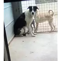 Foto dell\'animale cane - Matr. 2018/0343 - Microchip 380260043499824