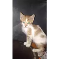 Foto dell\'animale gatto - Matr. 2017/1142 - Microchip 380260043319027