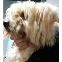 Foto dell\'animale cane - Matr. 2018/0357 - Microchip 380260043507327