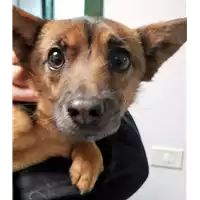 Foto dell\'animale cane - Matr. 2018/0358 - Microchip 380260043508249