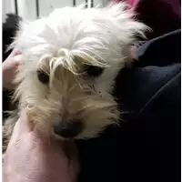 Foto dell\'animale cane - Matr. 2018/0359 - Microchip 380260043501385