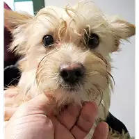 Foto dell\'animale cane - Matr. 2018/0360 - Microchip 380260043506805