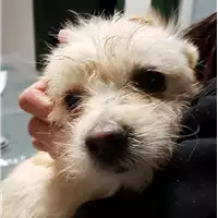 Foto dell\'animale cane - Matr. 2018/0361 - Microchip 380260043501470