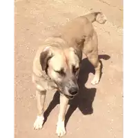 Foto dell\'animale cane - Matr. 2018/0363 - Microchip 380260002257458