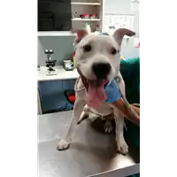 Foto dell\'animale cane - Matr. 2017/1551 - Microchip 380260043259510