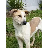 Foto dell\'animale cane - Matr. 2017/2278 - Microchip 380260043148678