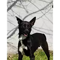 cane - Matr. 2017/2459 - Microchip 380260002587434