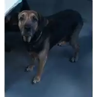 Foto dell\'animale cane - Matr. 2018/0137 - Microchip 380260043520202