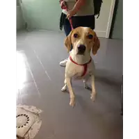Foto dell\'animale cane - Matr. 2017/2022 - Microchip 380260002760108